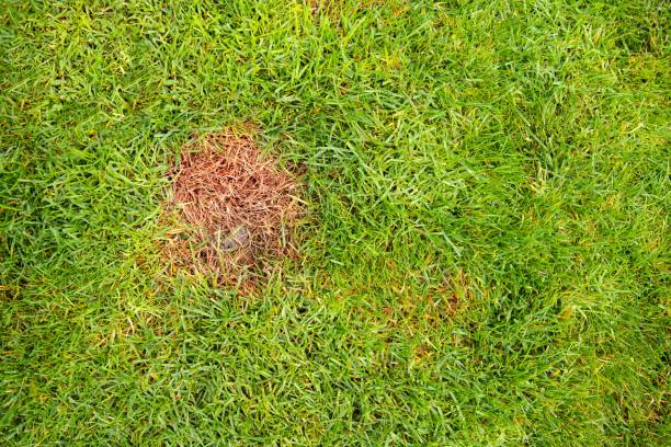 istock The texture of a sick lawn 1434714036