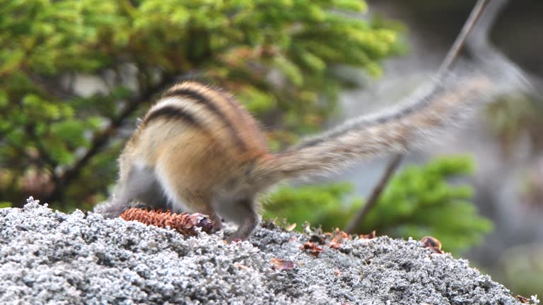 A chipmunk puffing up its cheek pouches and eating a pinecone on a rock