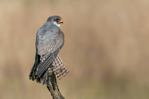 The red-footed falcon (Falco vespertinus) sitting on a branch. Blurry green background. Noord Brabant in the Netherlands.