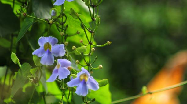 istock until beautiful flowers bloom in the garden 1434717873