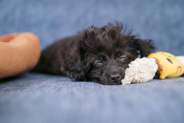 istock Mixed-breed puppy sleeping leaning against a toy 1434718147
