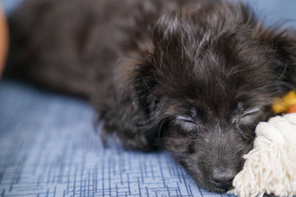 istock Mixed-breed puppy sleeping leaning against a toy 1434718394