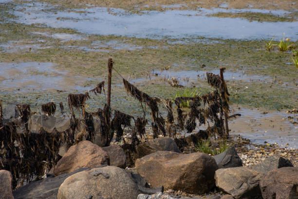 Seaweed hanging in a fence during low tide