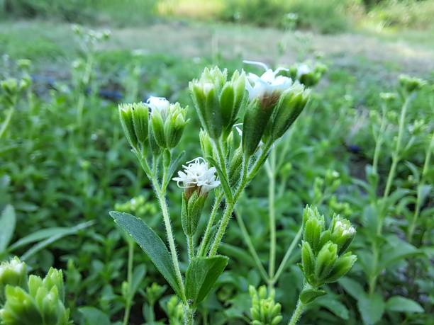 stevia - sweetleaf foto e immagini stock