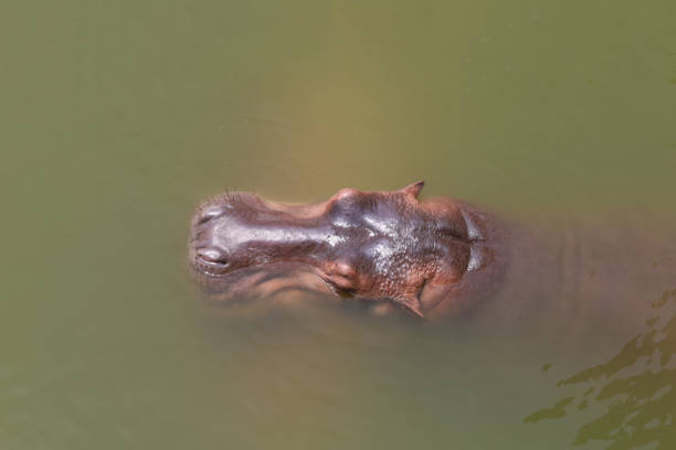 close up head hippopotamus in the river - hippopotamus amphibian sleeping hippo sleeping imagens e fotografias de stock