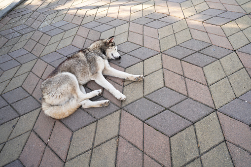 Grey homeless dog sleep on the floor Batumi City Adjara Georgia 16 October 2022