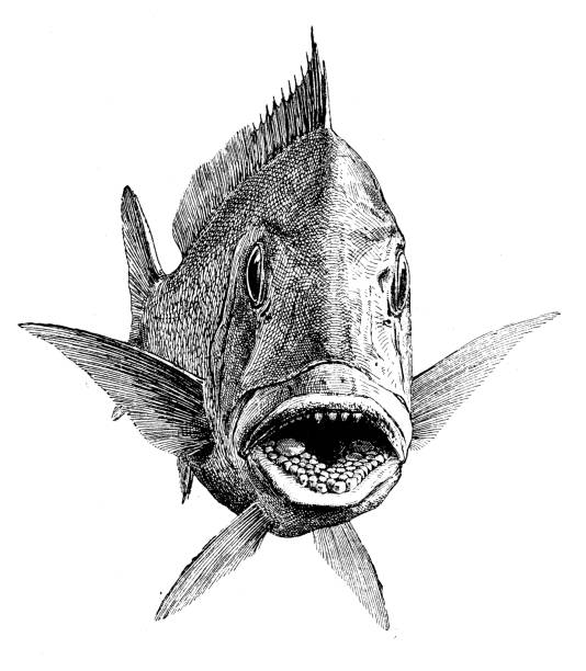 Fish Front 14,500+ Fish Front Stock Photos, Pictures & Royalty-Free Images - iStock