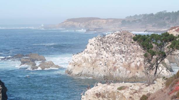 стая пеликанов, остров скалистый утес, океан, пойнт-лобос, калифорния. летающие птицы - point lobos state reserve big sur california beach стоковые фото и изображения