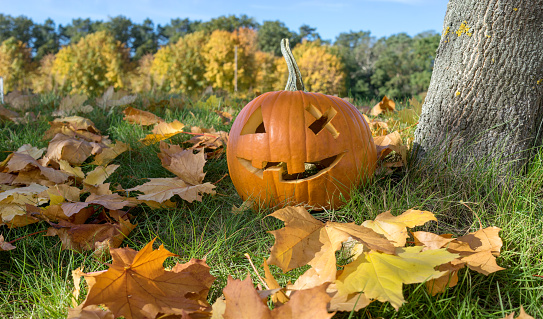 Carved Halloween pumpkin with a grinning face stands on the tree