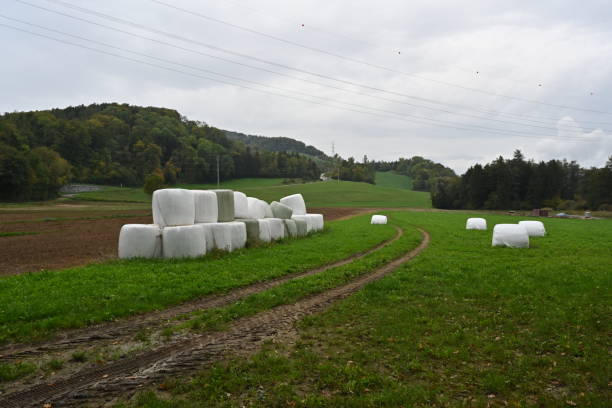 istock Hay bales in plastic wrap stacked between a field and a grazing meadow. 1434724399