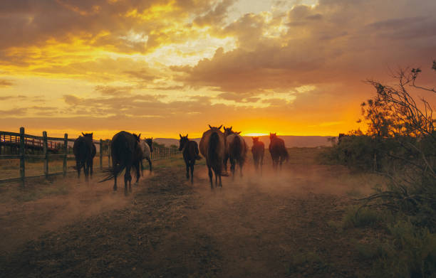 istock Galloping wild horses in the wilderness 1434724836