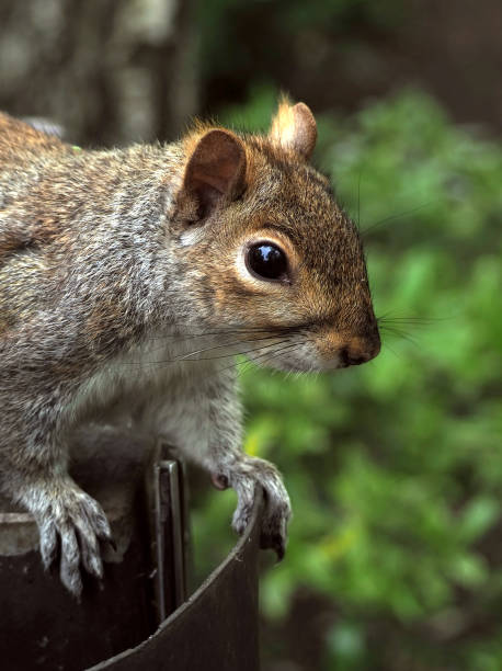 istock Squirrel in a London park 1434725686