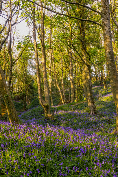 istock Bluebell woodland scene 1434725928