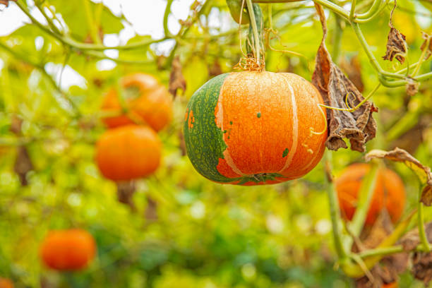 Little pumpkin growing on a pumpkin patch, Agricultural field site