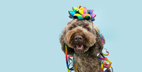 Poodle puppy dog celebrating birthday or carnival decorated with a rainbow colorful ribbon. Isolated on blue pastel background