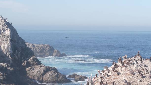 стая пеликанов, остров скалистый утес, океан, пойнт-лобос, калифорния. летающие птицы - point lobos state reserve big sur california beach стоковые фото и изображения