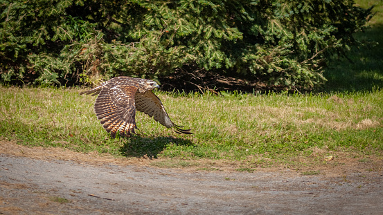 A red-shouldered hawk flies low in pursuit of prey in the Laurentian Forest.