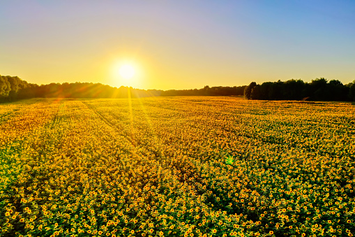 Field of beautiful yellow blooming sunflowers during sunset.