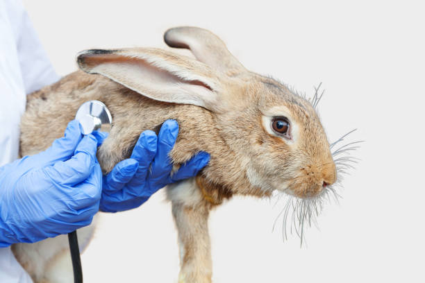istock Veterinarian woman with stethoscope holding and examining rabbit on ranch background close up. Bunny in vet hands for check up in natural eco farm. Animal care and ecological farming concept. 1434731618