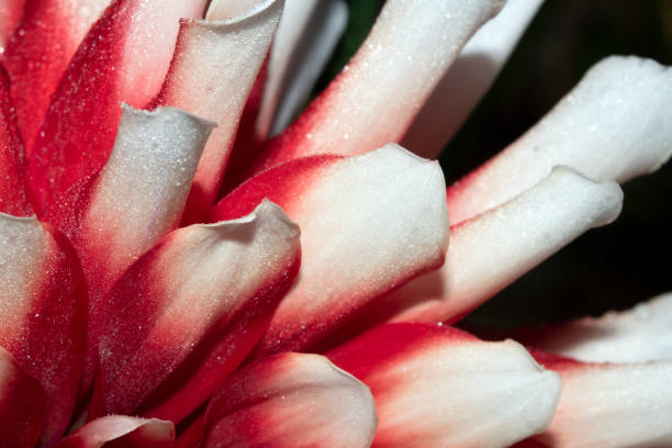 istock Close up of a Pink and White Dahlia Flower Petals for Background 1434732421