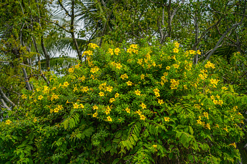 Frangipani tree in bloom