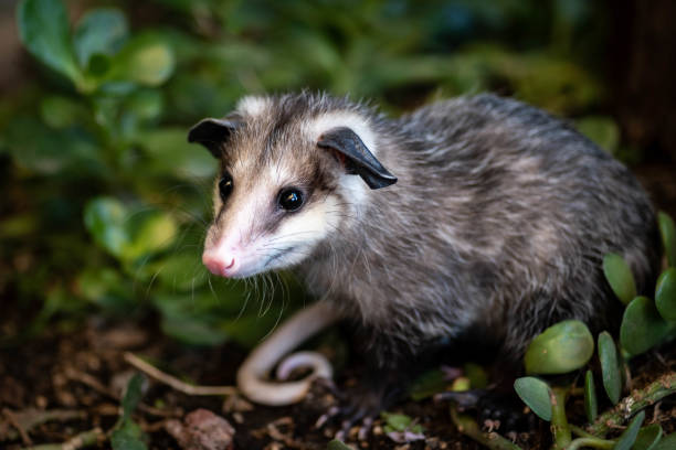 ベビーオポッサム - common opossum ストックフォトと画像