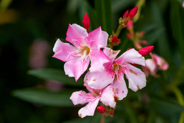 Beautiful blooming oleander flower in the park