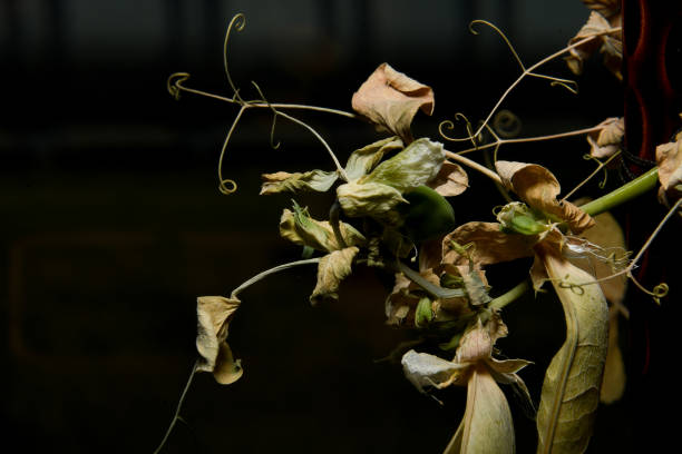 istock Dry pea sprout in soft focus at high magnification. Dead plant on a dark background. 1434737454