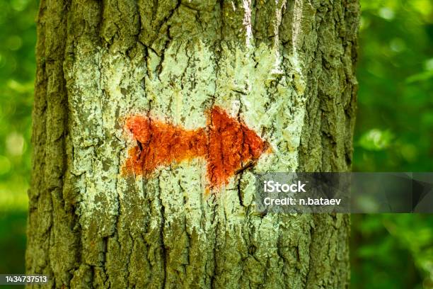 Red Arrow Tree A Red Arrow Drawn On The Bark Of A Tree Direction Sign In The Forest ...