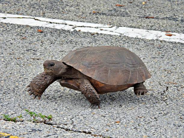istock Gopher Tortoise (Gopherus polyphemus) - walking in a parking lot to return to its burrow  in a field 1434737609