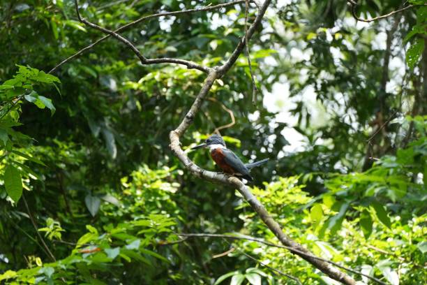 istock Small ringed kingfisher bird perched on a branch of a green tree 1434739523