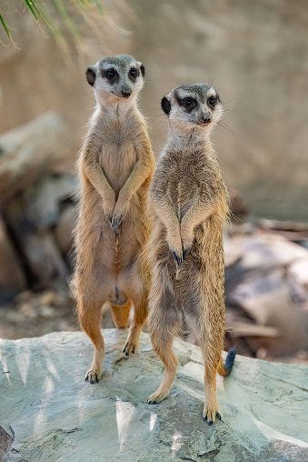 Close up portrait of two meerkats standing up.