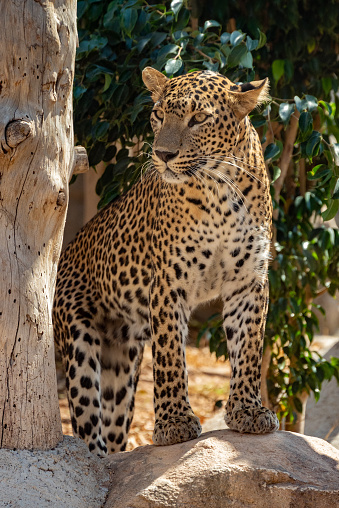 Close up portrait of a captive leopard looking away from camera.