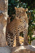istock Portrait of leopard standing looking away 1434739793