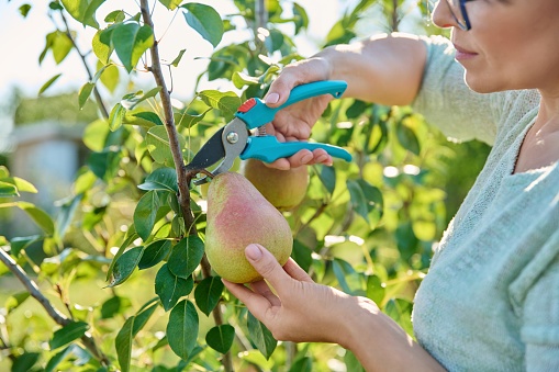 Woman cutting ripe organic pear from tree in orchard on sunny autumn day. Agriculture, harvesting, farming, natural eco fruits, healthy eating concept