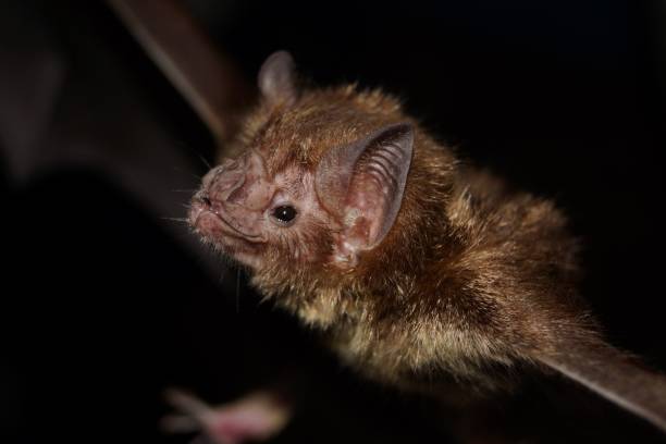 istock Closeup of a spooky common vampire bat 1434740672