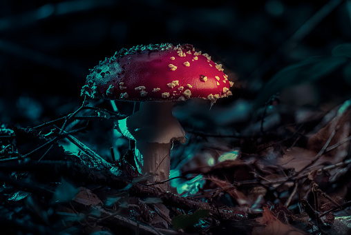 Magical fungus light painting