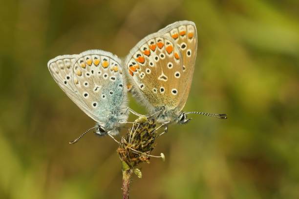 istock Closeup on a mating couple Common European Icarus blue butterfly, Polyommatus icarus 1434741872