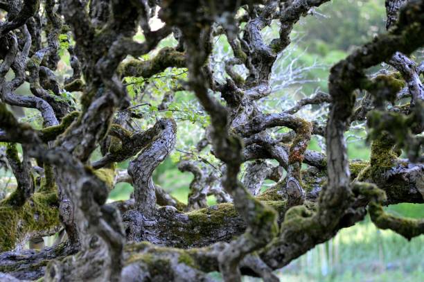 istock Close up of old leafless tree branches covered in moss 1434742038