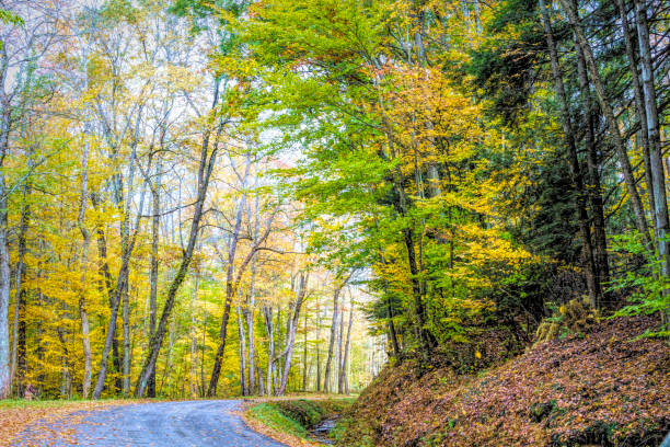 istock Autumn Drive Through the Forest 1434743815