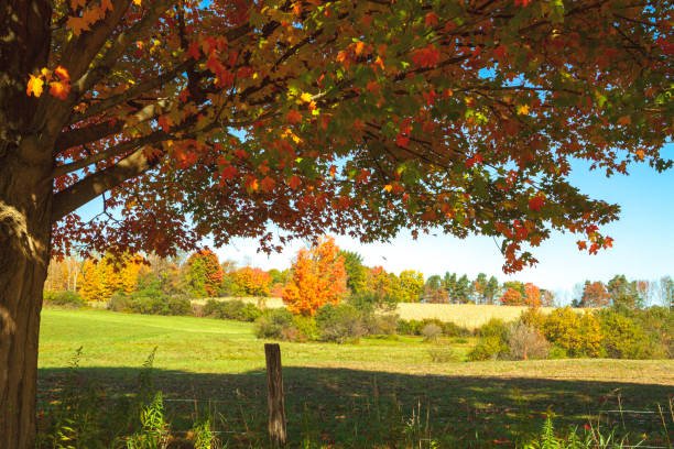 istock Vibrant Colors on Maple Tree in Autumn 1434745952