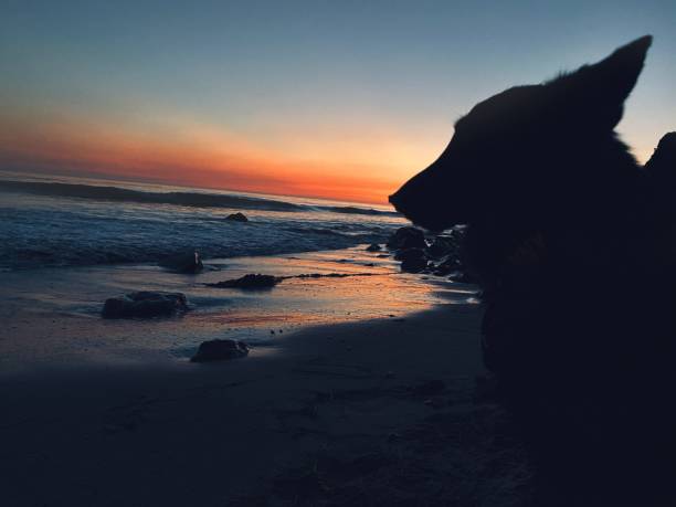 istock Dog against sea and sunset 1434745977