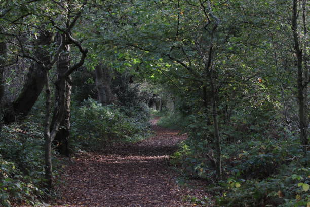 istock A forest footpath surrounded by dense trees and leaves during the Autumn and fall season. 1434749976