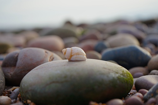 A selective focus shot of a seashell on the beach