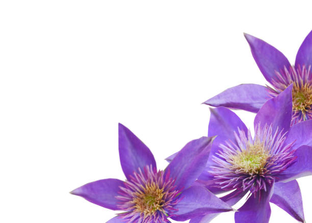 Flower of violet clematis border isolated on white