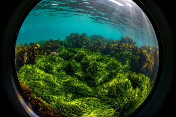 istock Plants on the sea-bed from a round window. 1434750896
