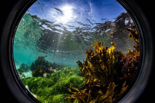 Seaweeds and sunlight through the water surface.