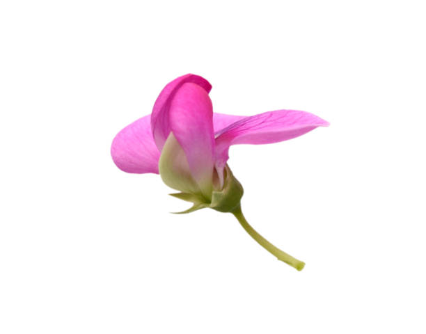 istock Lathyrus odoratus flower head 1434751860