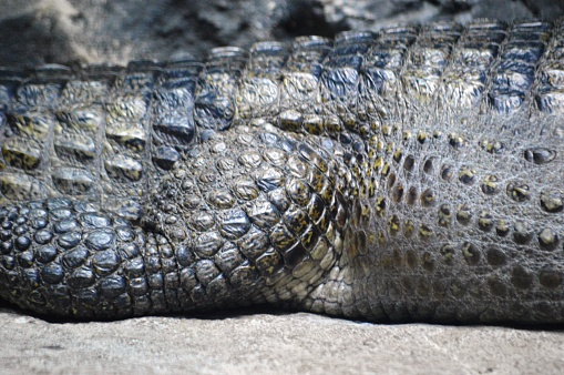 Nile crocodile close up