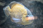 astronotus-fisch.jpg?b=1&s=170x170&k=20&c=qZ6etKcqOsf5KOJ3zpVPbrC7mBficDzjpAqOs4Nn8SE=
